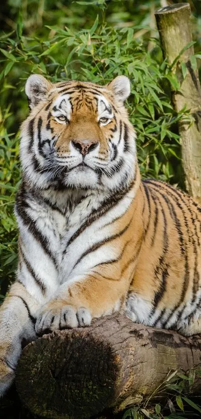 Majestic tiger lounging on a log.