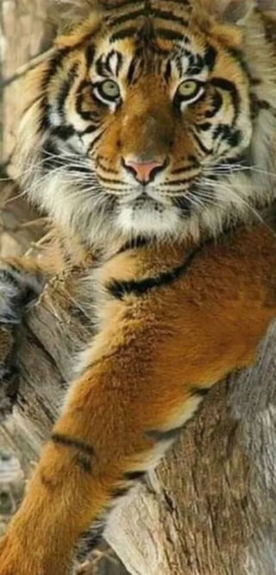 Majestic tiger resting on a tree in forest setting.