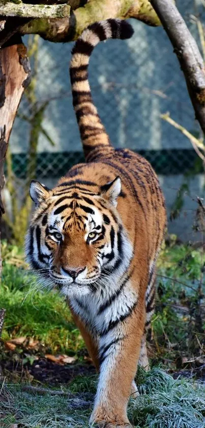 A majestic tiger walking through a forest setting, showcasing its striking stripes.