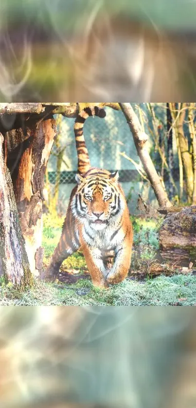 Majestic tiger walking through forest with vibrant greenery.