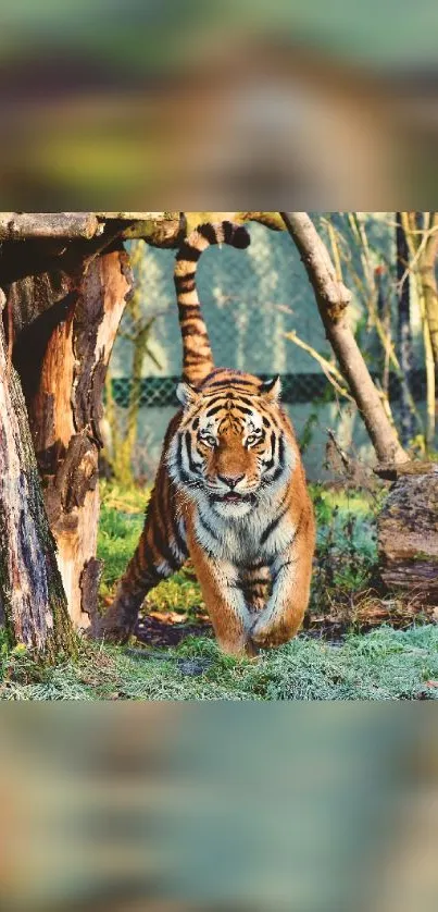 Majestic tiger walking through a lush green forest in mobile wallpaper.