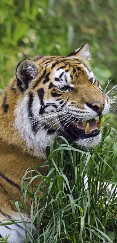 Majestic tiger lying in green grass, ideal for mobile screens.