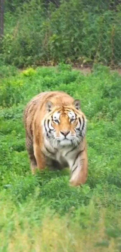 Majestic tiger walking through a lush green field in a mobile wallpaper.