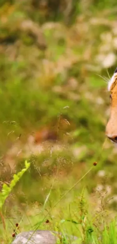 Vibrant wallpaper featuring a tiger in a lush green forest.