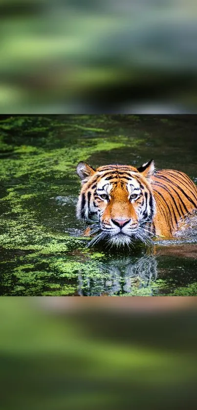 Tiger majestically swimming in a vibrant green pond.