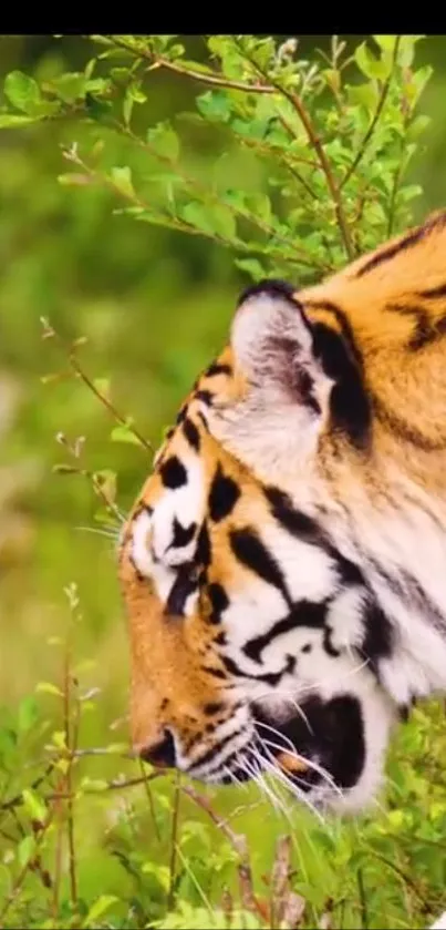 Majestic tiger walking through lush green foliage background.