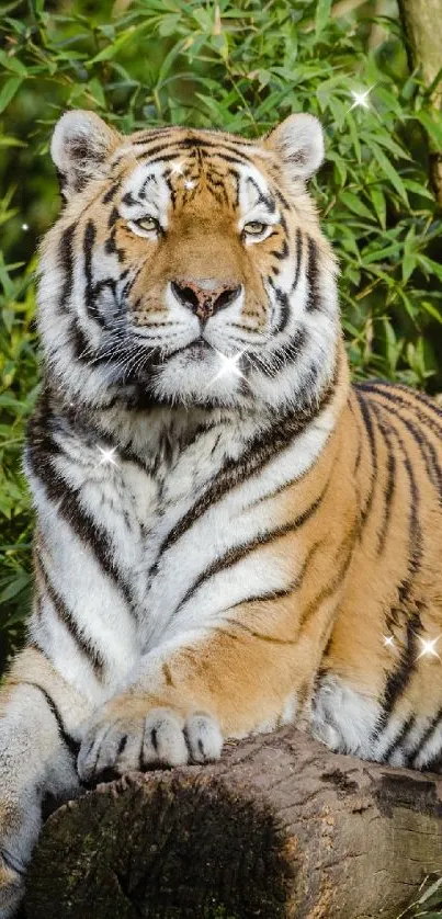 Majestic tiger resting on wood in lush greenery landscape.