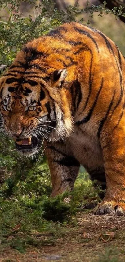 Majestic tiger prowling through lush green jungle.