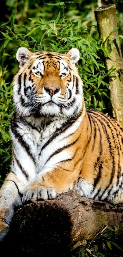 Majestic tiger lounging on a log in lush jungle setting.