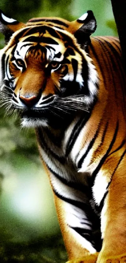 Mobile wallpaper featuring a tiger in a jungle setting.