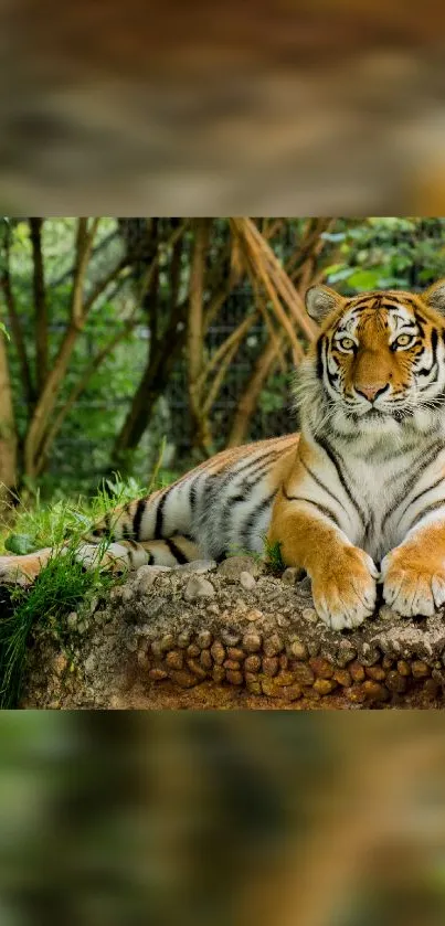 Majestic tiger resting in a lush jungle setting, showcasing nature's beauty.