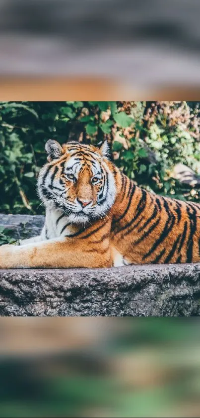 Majestic tiger resting on a stone with green jungle background.