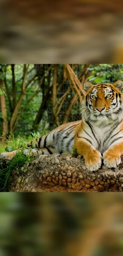 Majestic tiger lounging in a lush jungle setting, exuding serenity.