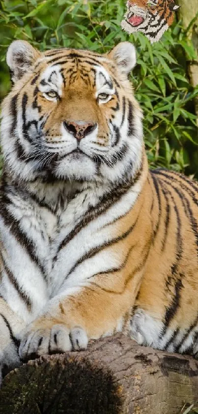 A majestic tiger resting on a log in the forest.