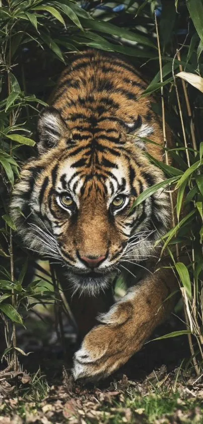 Majestic tiger in dense jungle foliage wallpaper.