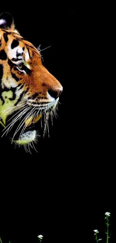 Majestic tiger prowling in jungle setting wallpaper.