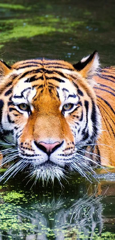 Tiger swimming through lush green waters with floating algae.