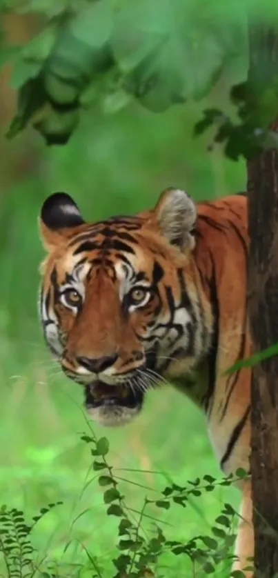 Majestic tiger peeking from lush green forest scenery.