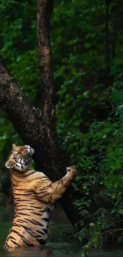 Tiger climbing a tree in green jungle setting.