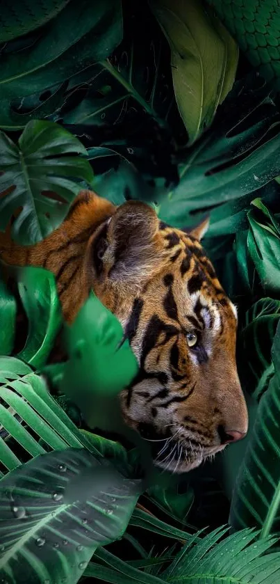 Tiger hidden among lush green jungle leaves.