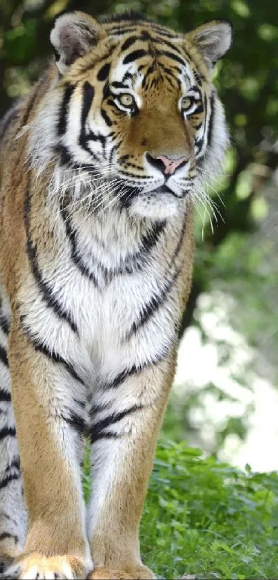 Majestic tiger standing in green jungle setting.