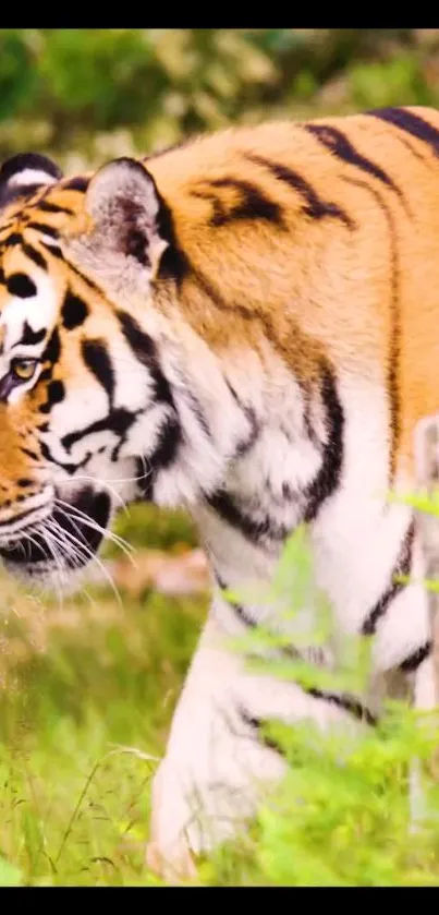 Majestic tiger roaming through lush green jungle, showcasing vibrant natural beauty.