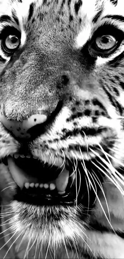 Black and white closeup of a tiger's face, showing its eyes and mouth.