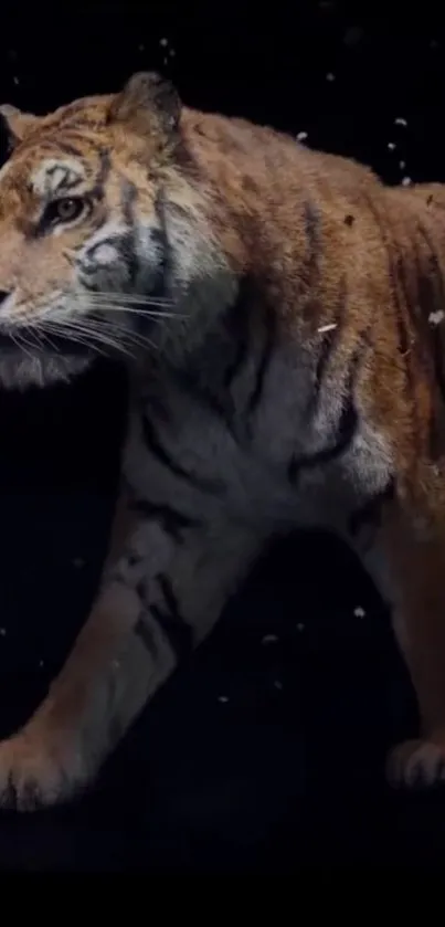 Majestic tiger in dynamic motion against a dark background.