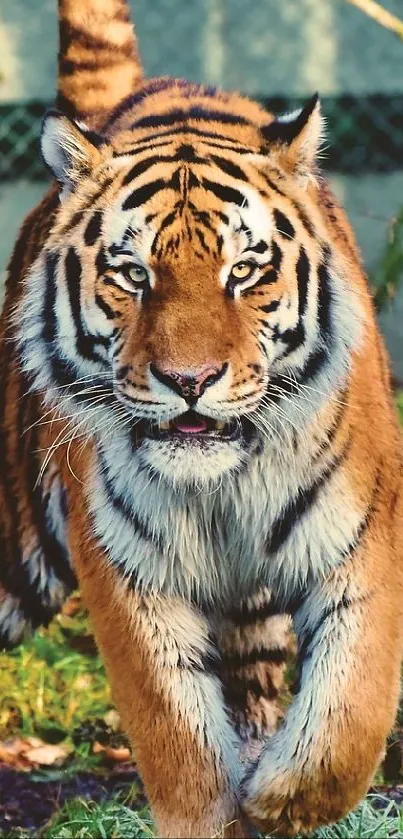 A powerful tiger walking through a lush forest setting.