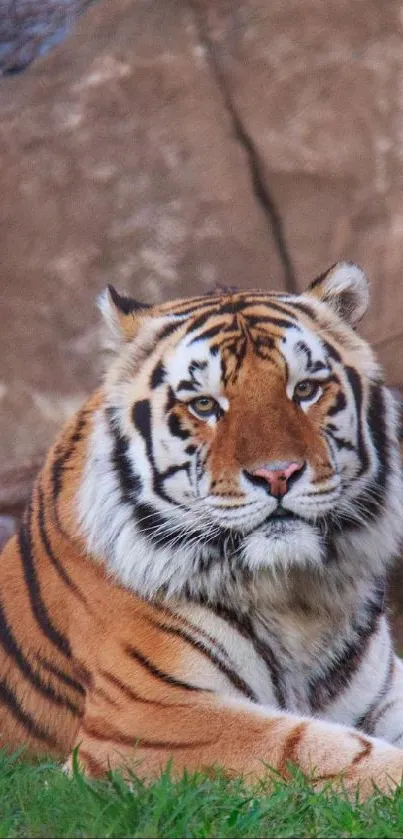Majestic tiger resting in a lush green landscape.