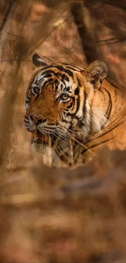 Majestic tiger in natural habitat, surrounded by foliage.