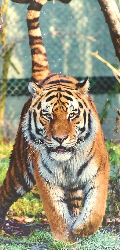 A majestic tiger stepping forward in a lush natural habitat, surrounded by greenery.