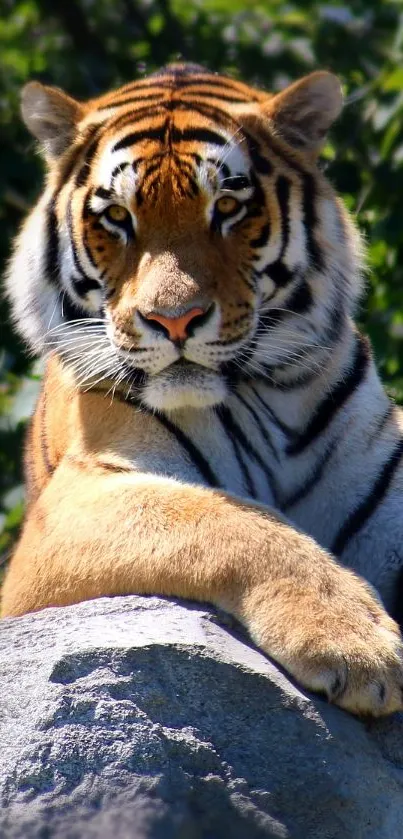 Tiger resting on rock surrounded by lush greenery.