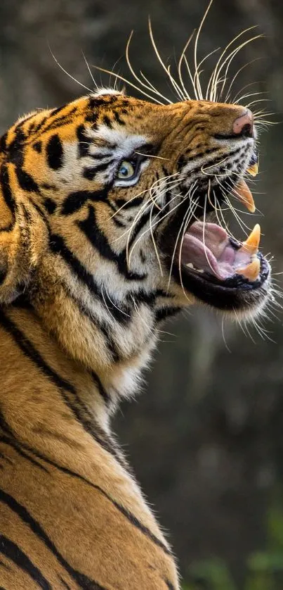 Majestic tiger roaring in natural habitat, amber tones.