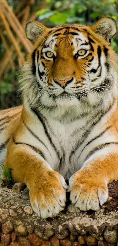 Majestic tiger lounging in lush greenery with vibrant colors.