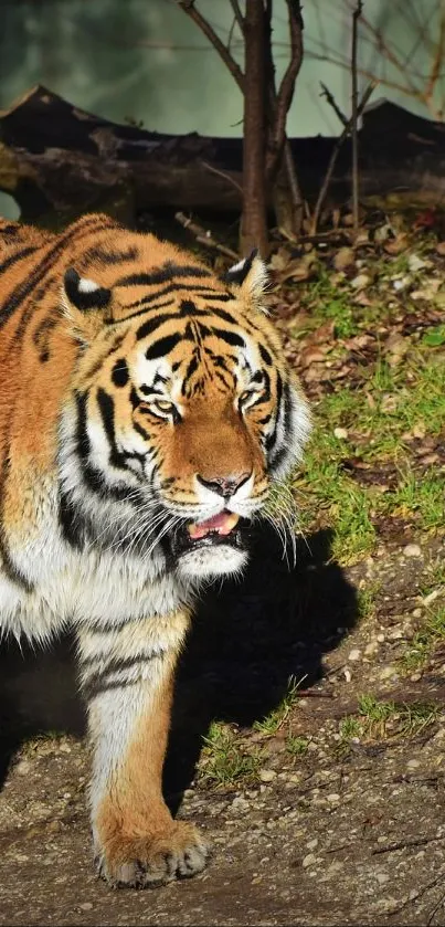 Majestic tiger walking in natural habitat, showcasing vibrant colors and lush backdrop.