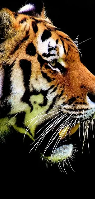 Majestic tiger walking in green grass against a dark background.