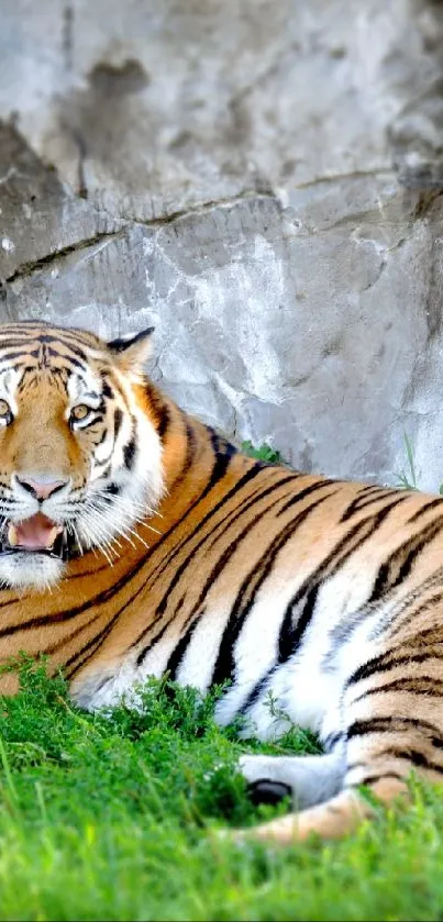 Majestic tiger laying on grass with a rocky backdrop in the wild.