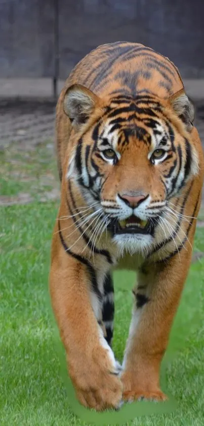 Majestic tiger walking on lush green grass.