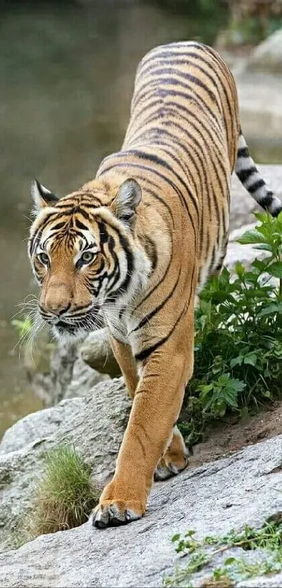 Majestic tiger walking on rocks surrounded by greenery.