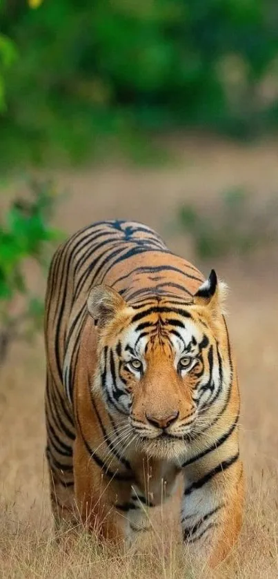 Majestic tiger walking through lush forest greenery.