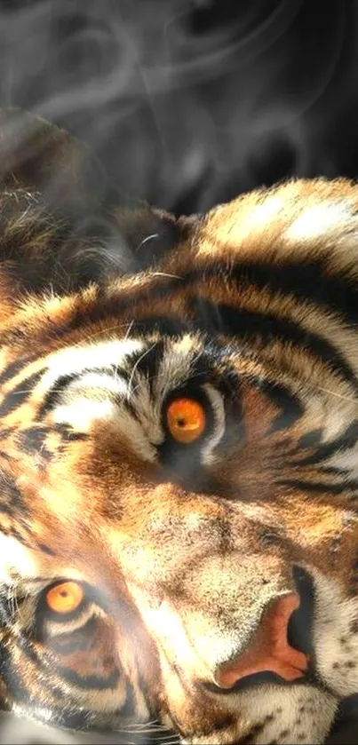 Close-up of a tiger with smoke in the background.