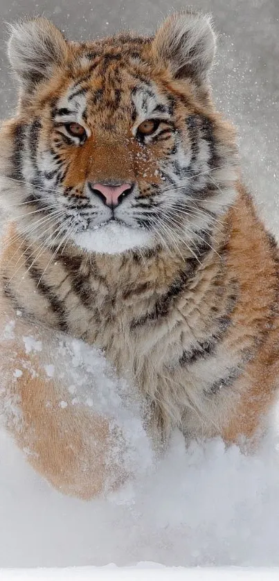 Majestic tiger running through snowy landscape, a perfect mobile wallpaper.