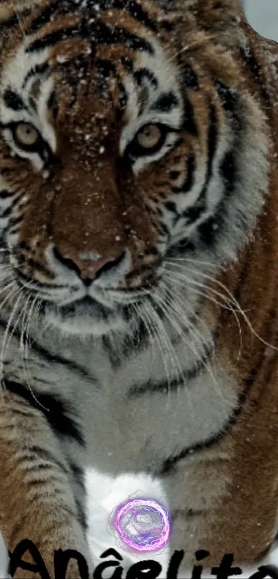 Majestic tiger in snow with intense gaze.