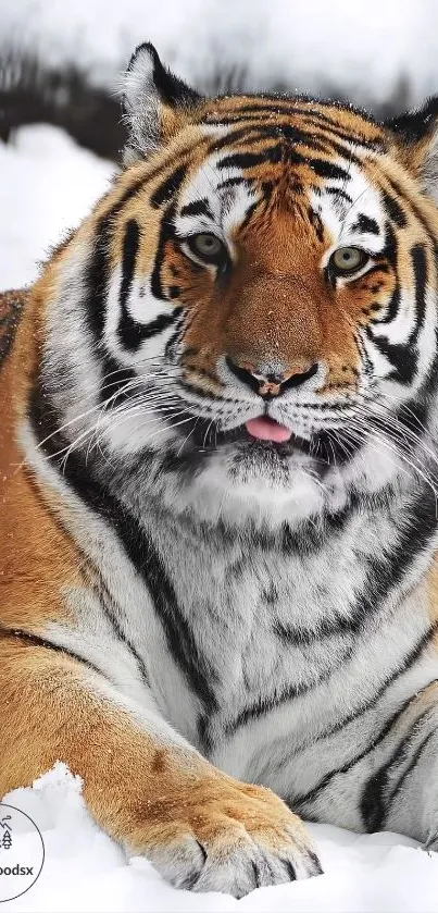 Majestic tiger lying in the snow showcasing its striking stripes.