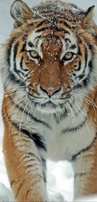 A majestic tiger walks through a snowy landscape, capturing nature's beauty.