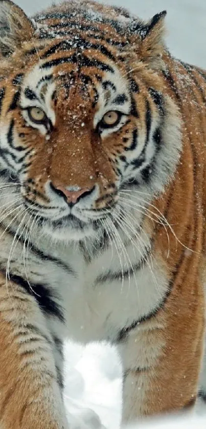 Majestic tiger walking through snowy landscape with intense gaze.