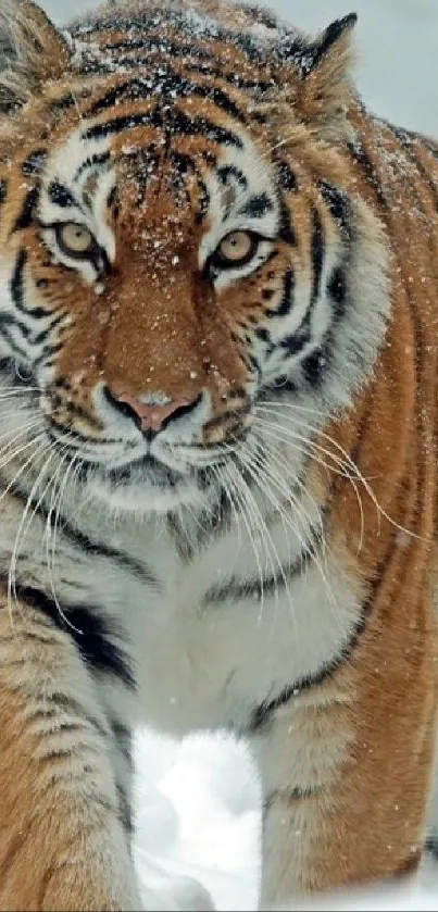 A majestic tiger walks through snow, displaying its striped fur.