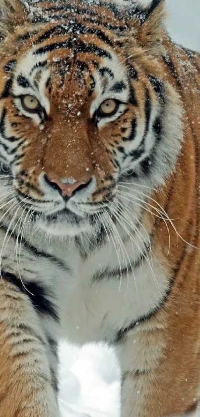 Majestic tiger walking through snow in a striking mobile wallpaper.