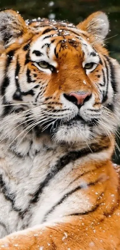 Majestic tiger in snow capturing the wild essence.